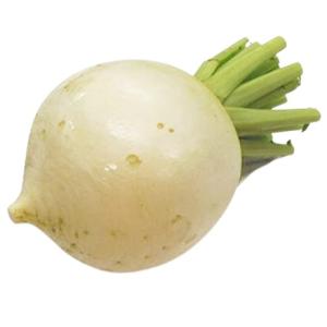 【朝市場直行】京都ほか　聖護院かぶ（しょうごいんかぶ）1個　約１kg【冷蔵】