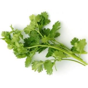 イタリアンパセリ　約15g（袋）