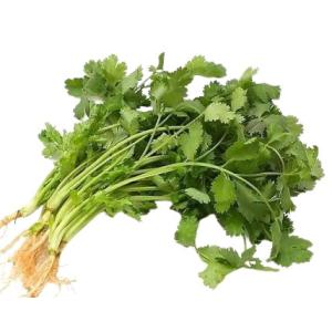 送料無料【朝市場直行】千葉県ほか　コリアンダー　パクチー（香菜）1束　 約100g　x2個セット【冷...