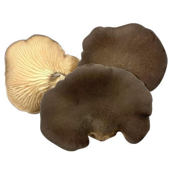 送料無料【朝市場直行】長野県ほか　黒あわび茸　PC　約65g〜約100g　x2個セット【冷蔵】　送料...