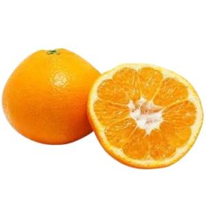 【朝市場直行】愛媛県ほか　伊予柑（いよかん）1個【冷蔵】