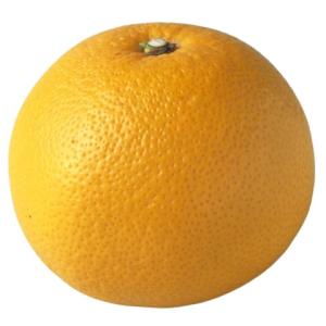 【朝市場直行】和歌山県ほか　はっさく（八朔）ハッサク　1個　約300g【冷蔵】
