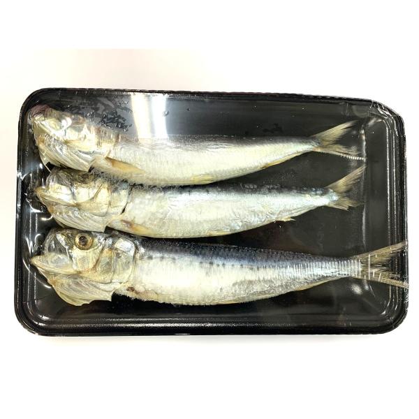 【朝市場直行】平冷プロマリン　冷凍イワシ　大羽真いわし丸干し（3尾）北海道　280g位【冷凍】