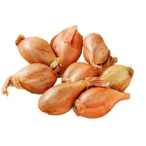 ◇【あす楽】エシャロット フランス野菜 香味野菜 ＜フランス産＞【お