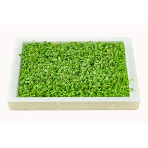 葉山椒　木の芽1キロ de3fc867f880253651c2706c9410f8