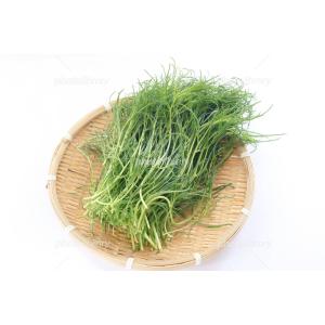 おかひじき 野菜 の商品一覧 食品 通販 Yahoo ショッピング