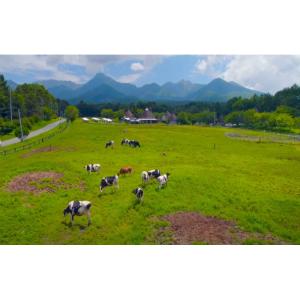 送料無料 八ヶ岳農業大学 とうもろこし スイー...の詳細画像1