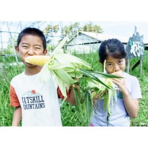 送料無料 八ヶ岳農業大学 とうもろこし スイー...の詳細画像3