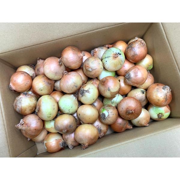 【有機認証】北海道　北海道の有機玉ねぎ（小サイズ）約4kg箱【冷蔵】