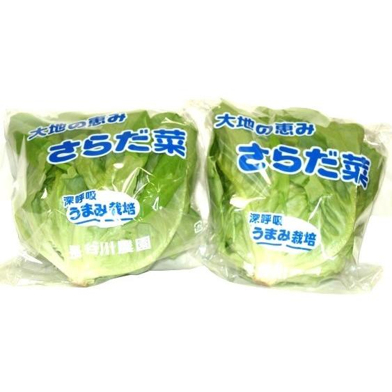 【減農薬】うまみ栽培　新潟のサラダ菜　1個Pｘ4 セット【冷蔵】