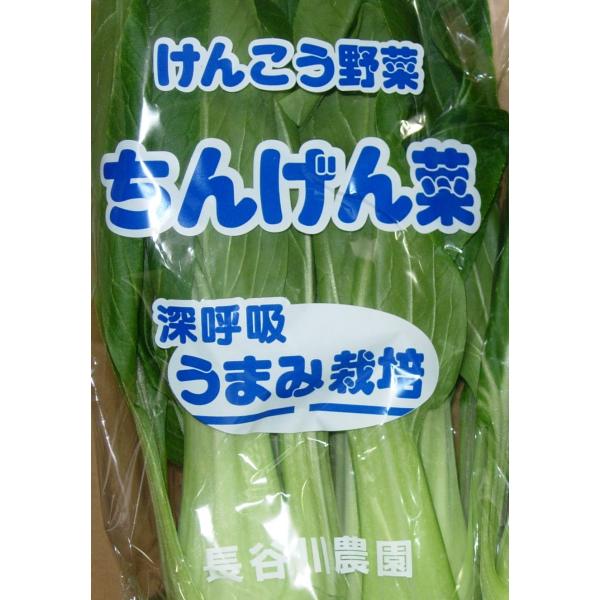 【減農薬】うまみ栽培　新潟のチンゲン菜　2株Pｘ4 セット【冷蔵】