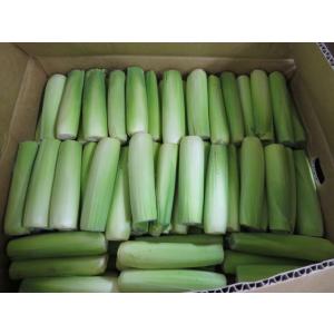 【特別栽培】愛知県　渥美のベビーコーン　皮つきヤングコーン（約150本入）1箱【冷蔵】｜blife