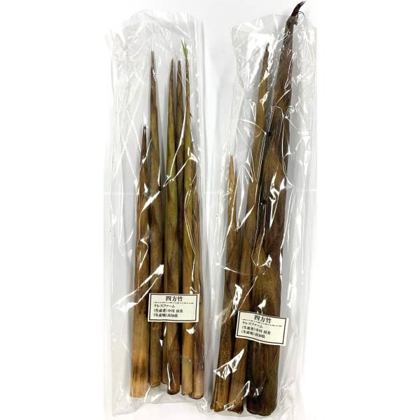 【農薬未使用】高知の四方竹（しほうちく）約250g　x2個セット【冷蔵】
