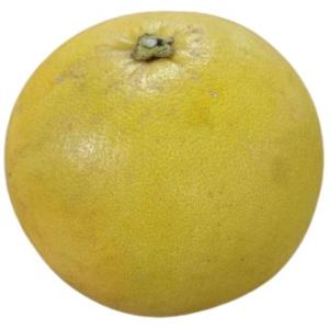 【減農薬】柑橘　熊本県　肥後の大きな晩白柚（ばんぺいゆ） 1個（約1.5kg）【冷蔵】