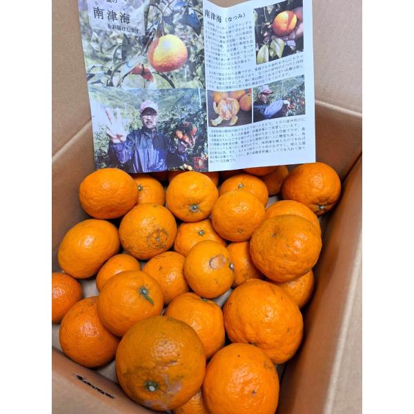 【減農薬】柑橘　愛媛県　無茶々園の南津海（なつみ）約5kg箱【冷蔵】