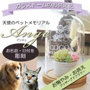 Ange Bloomの商品一覧 通販 Yahoo ショッピング