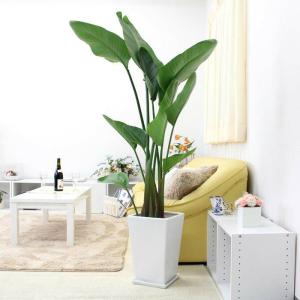 観葉植物 ストレリチア ノンリーフ 7号 スクエアホワイト陶器鉢