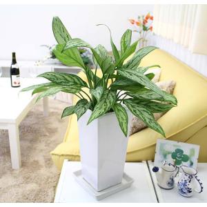 レオン 観葉植物 アグラオネマの商品一覧 通販 Yahoo ショッピング