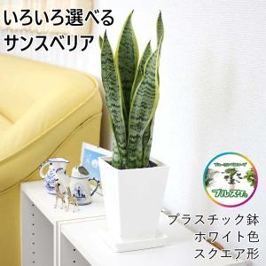 空気を浄化するといわれているサンスベリア 5号 プラスチック鉢 １鉢｜鉢色や鉢の形などを選べます |｜観葉植物 風水 ギフト