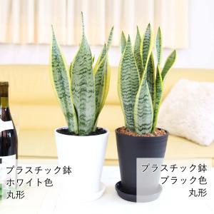 空気を浄化するといわれているサンスベリア 5号...の詳細画像2