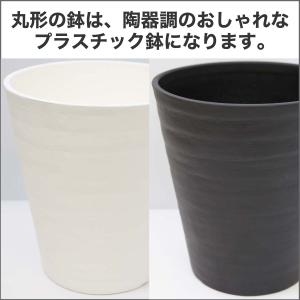 空気を浄化するといわれているサンスベリア 5号...の詳細画像3