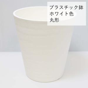 空気を浄化するといわれているサンスベリア 5号...の詳細画像4