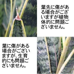 空気を浄化するといわれているサンスベリア 5号...の詳細画像5
