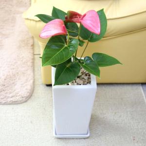 観葉植物 アンスリウム(ピンク) 6号 ホワイ...の詳細画像1