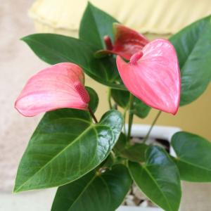 観葉植物 アンスリウム(ピンク) 6号 ホワイ...の詳細画像2
