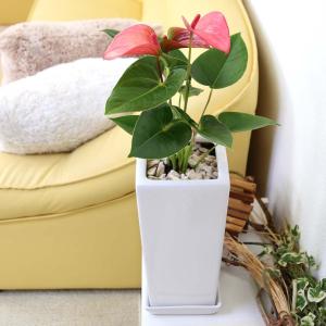 観葉植物 アンスリウム(ピンク) 6号 ホワイ...の詳細画像3
