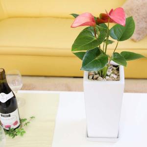 観葉植物 アンスリウム(ピンク) 6号 ホワイ...の詳細画像4