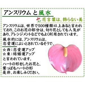 観葉植物 アンスリウム(ピンク) 6号 ホワイ...の詳細画像5