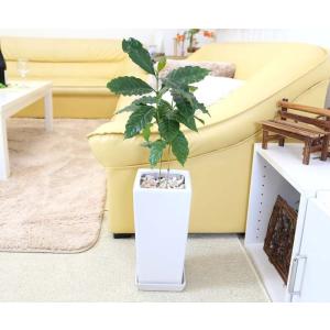 ストレリチア・オーガスタ 8号 「3株植え」 ホワイトスクエア陶器鉢