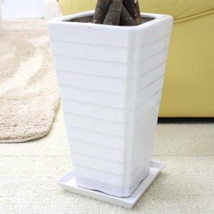 コーヒーの木 7号 ホワイトスクエア陶器鉢 G...の詳細画像1