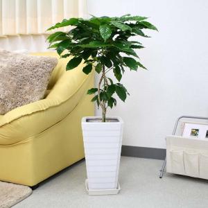 コーヒーの木 7号 ホワイトスクエア陶器鉢 G...の詳細画像4