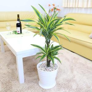 観葉植物 ストレリチア ノンリーフ 7号 スクエアホワイト陶器鉢