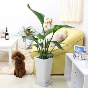 観葉植物 ストレリチア ノンリーフ 7号 スクエアホワイト陶器鉢