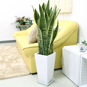 空気を浄化するといわれているサンスベリアのホワイト陶器鉢 7号 ストレート 土の表面：竹炭タイプ｜観葉植物 多肉植物