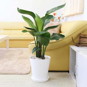 観葉植物 南国のやさしさ伝わるストレリチア ストレチア オーガスタ 8号 3株植え 選べるセラアート鉢 最安値 価格比較 Yahoo ショッピング 口コミ 評判からも探せる