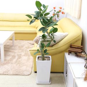 観葉植物 本物 フランスゴムの木 フィカス・ルビギノーサ 7号鉢 陶器