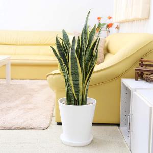 観葉植物 ストレリチア ノンリーフ 7号 スクエアホワイト陶器鉢