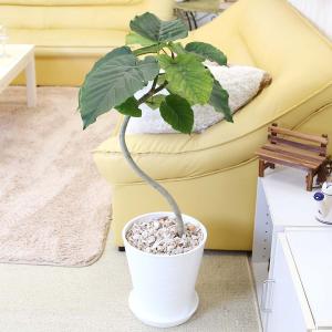 観葉植物 フィカス ウンベラータ 曲がり仕立て 8号 選べるセラアート鉢