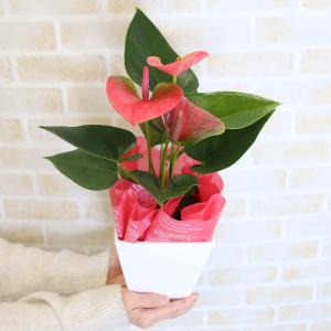 アンスリウムピンクの商品一覧 通販 Yahoo ショッピング