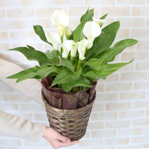 カラー花 球根 花 ガーデニング の商品一覧 通販 Yahoo ショッピング