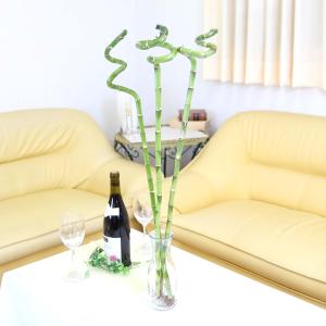 土を使わない観葉植物 開運竹 ミリオンバンブー （スパイラル 約70cm）３本セット｜ハイドロカルチャー 水耕栽培