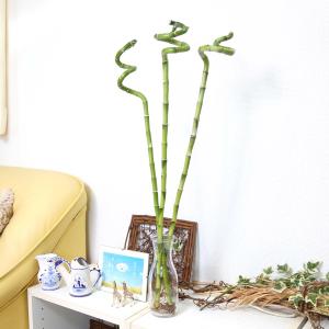 土を使わない観葉植物 開運竹 ミリオンバンブー...の詳細画像2