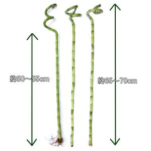 土を使わない観葉植物 開運竹 ミリオンバンブー...の詳細画像3