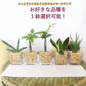 ストレリチア・オーガスタ 8号 「3株植え」 ホワイトスクエア陶器鉢