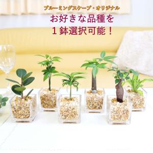 ストレリチア・オーガスタ 8号 「3株植え」 ホワイトスクエア陶器鉢