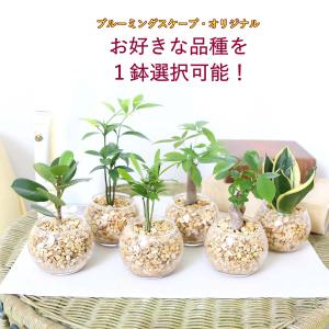 土を使わない観葉植物 選べるミニ観葉植物 ゼオラ...の商品画像